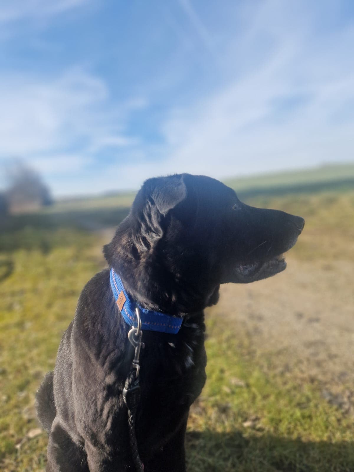 Buddy - Deutscher Schäferhund - Bild 9