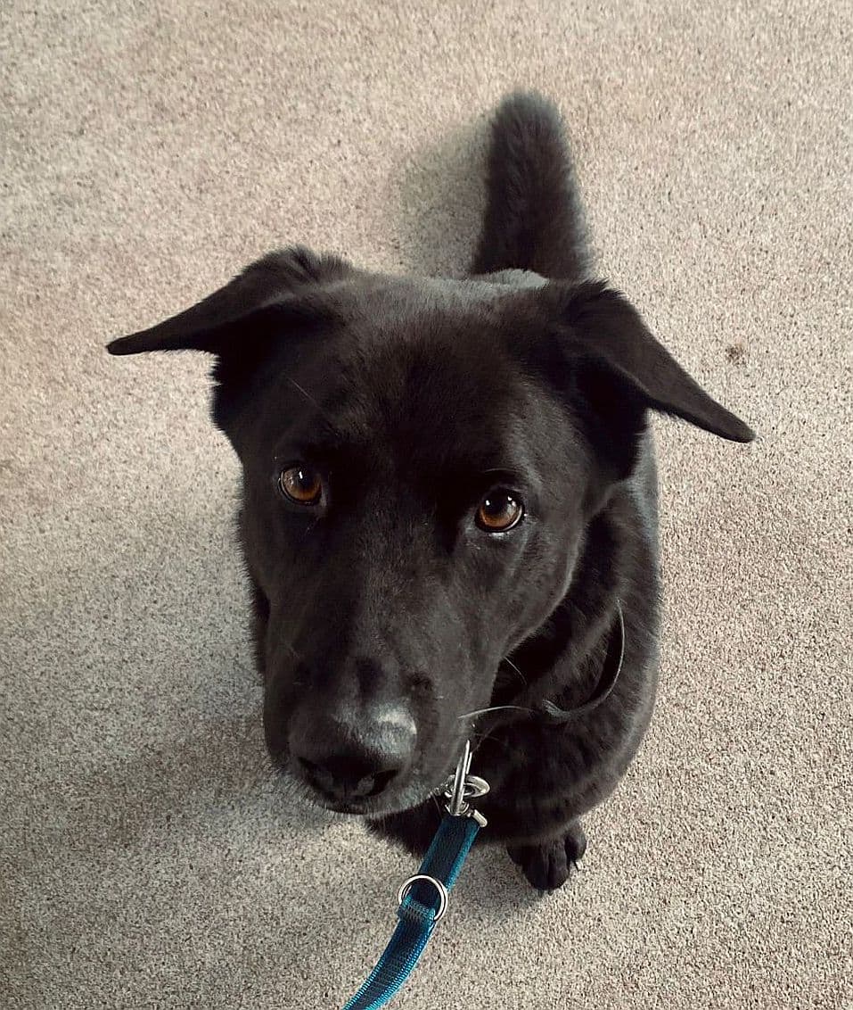 Buddy - Deutscher Schäferhund - Bild 6