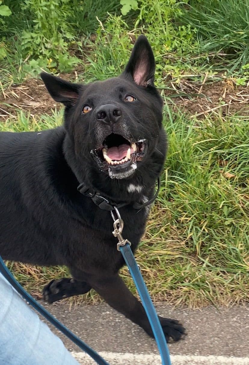 Buddy - Deutscher Schäferhund - Bild 5