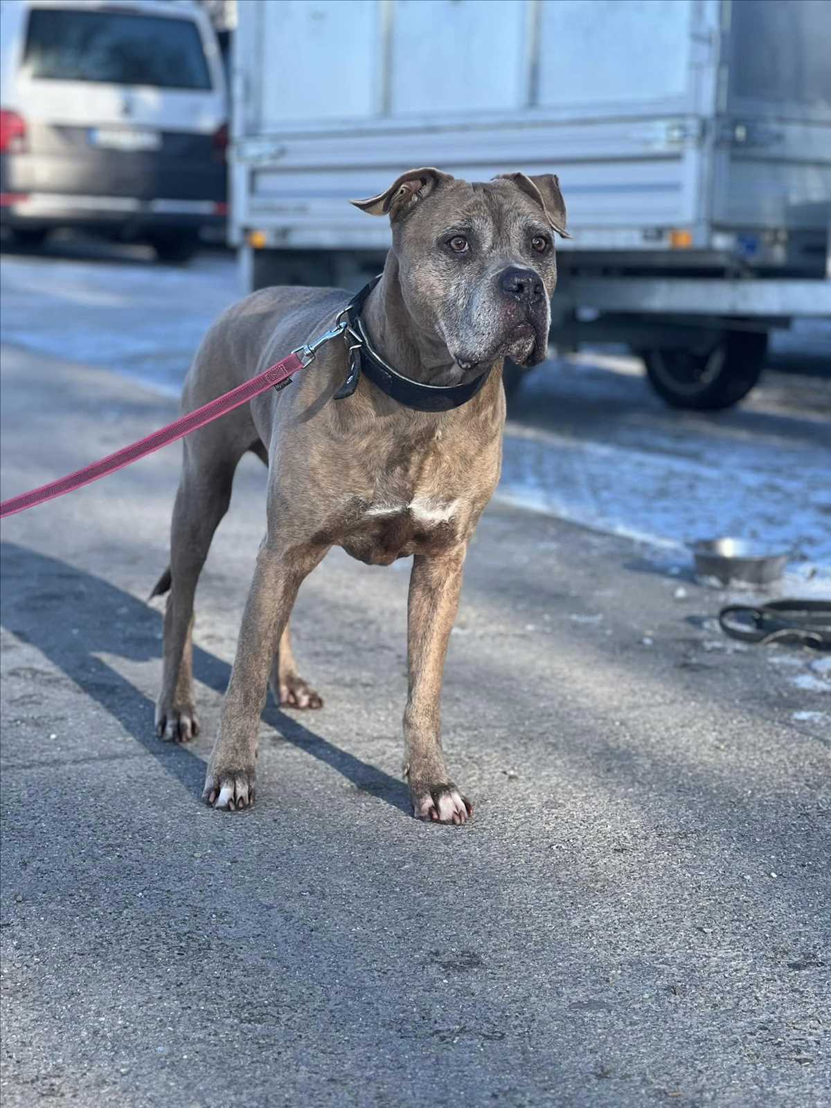 Cane Corso Italiano-Mix Rocky