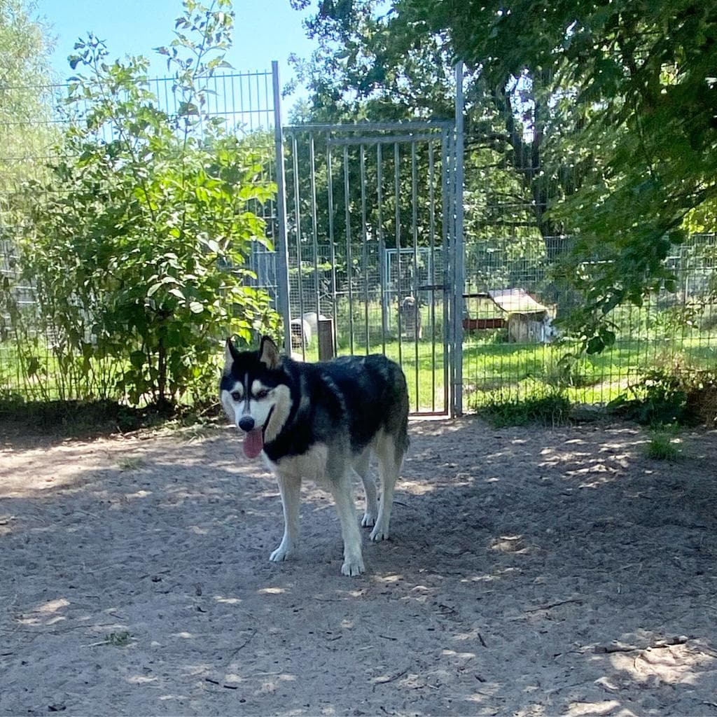 Chaos - Siberian Husky - Bild 3