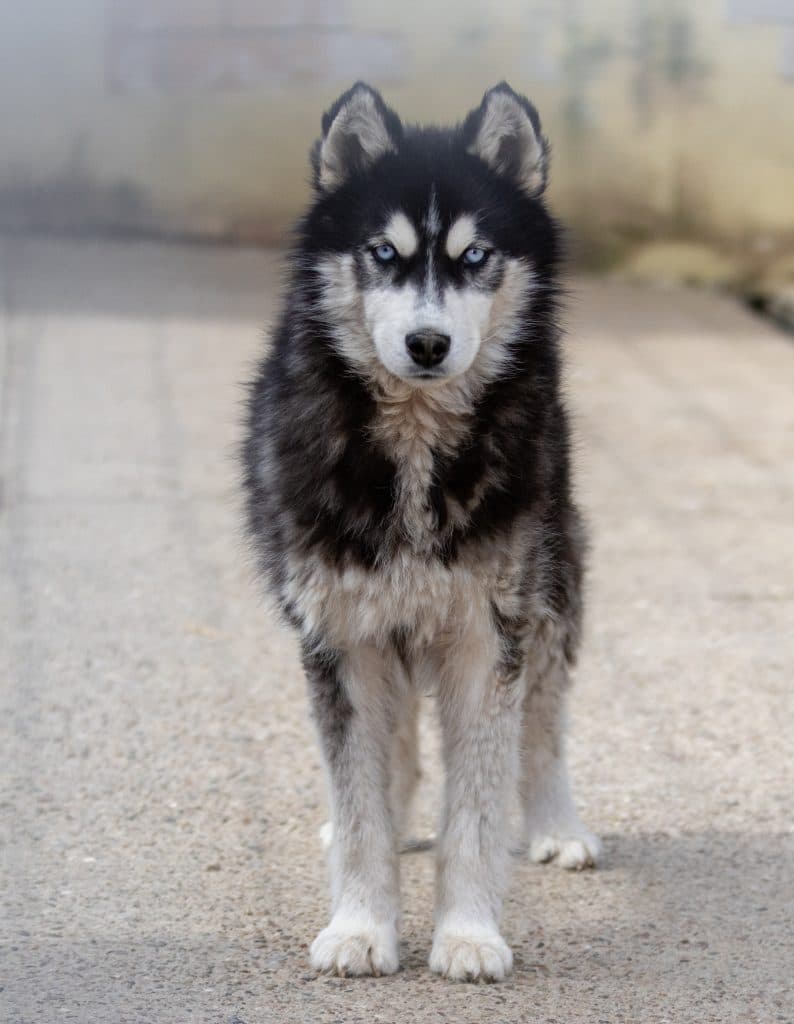 Tanuki - Siberian Husky - Bild 4