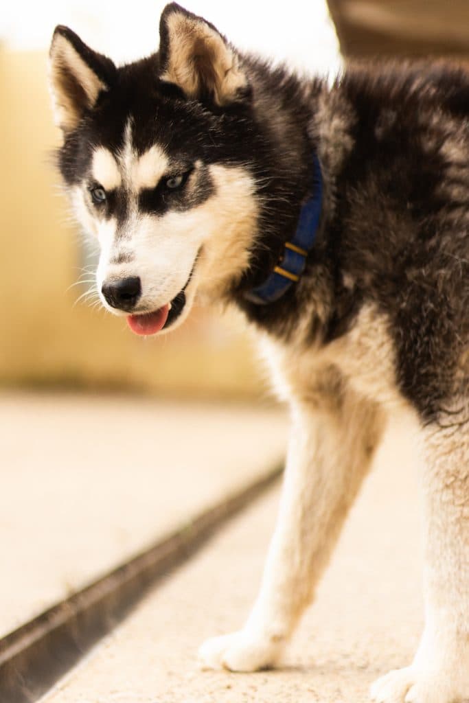 Tanuki - Siberian Husky - Bild 3