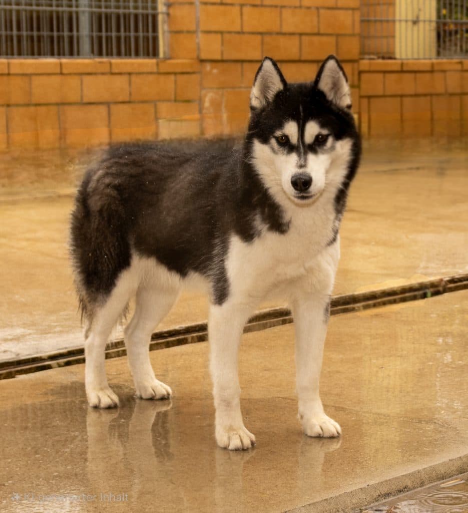Tanuki - Siberian Husky - Bild 2