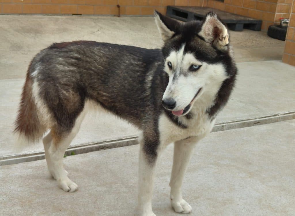 Mago - Siberian Husky - Bild 1