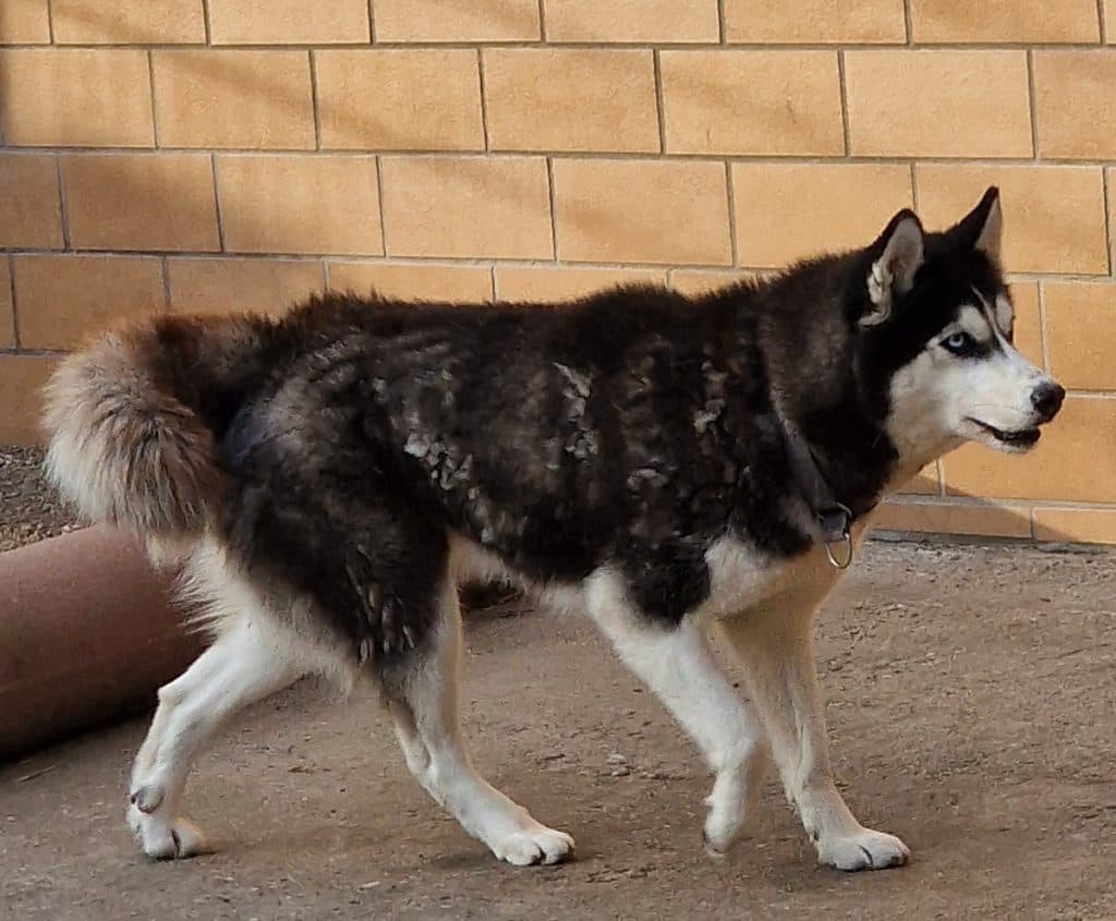 Cleo - Siberian Husky - Bild 2