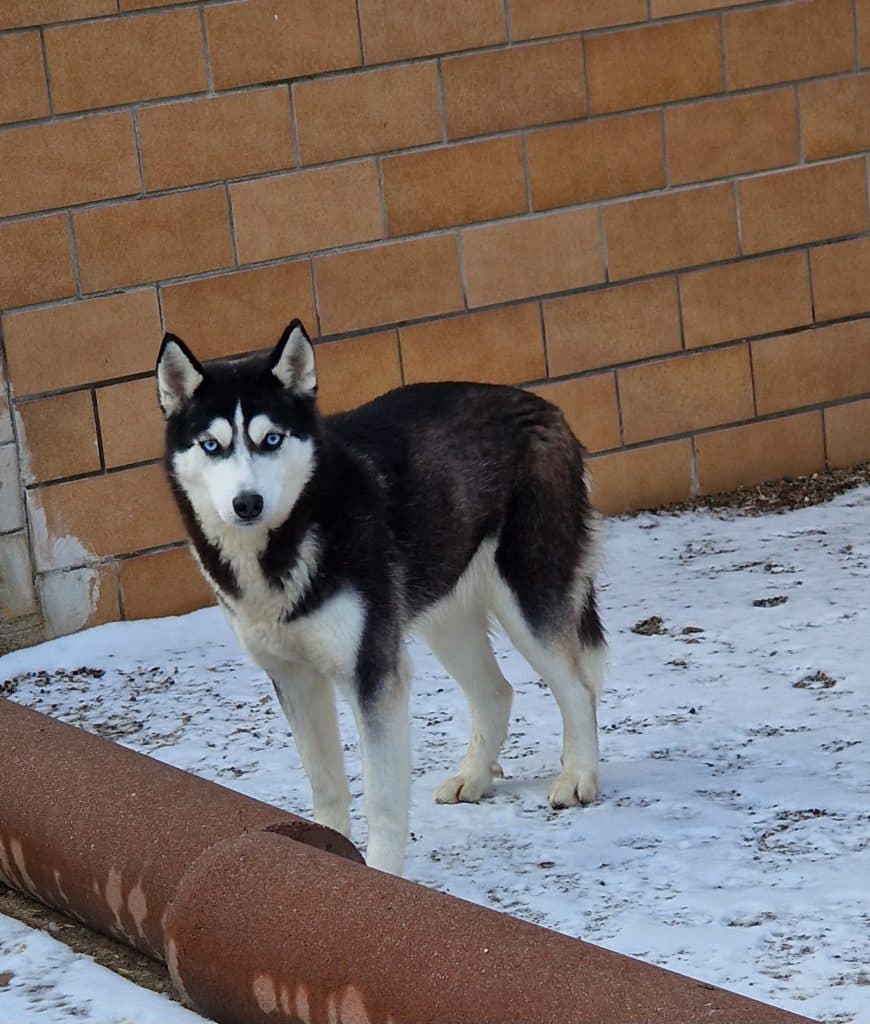 Najad - Siberian Husky - Bild 3