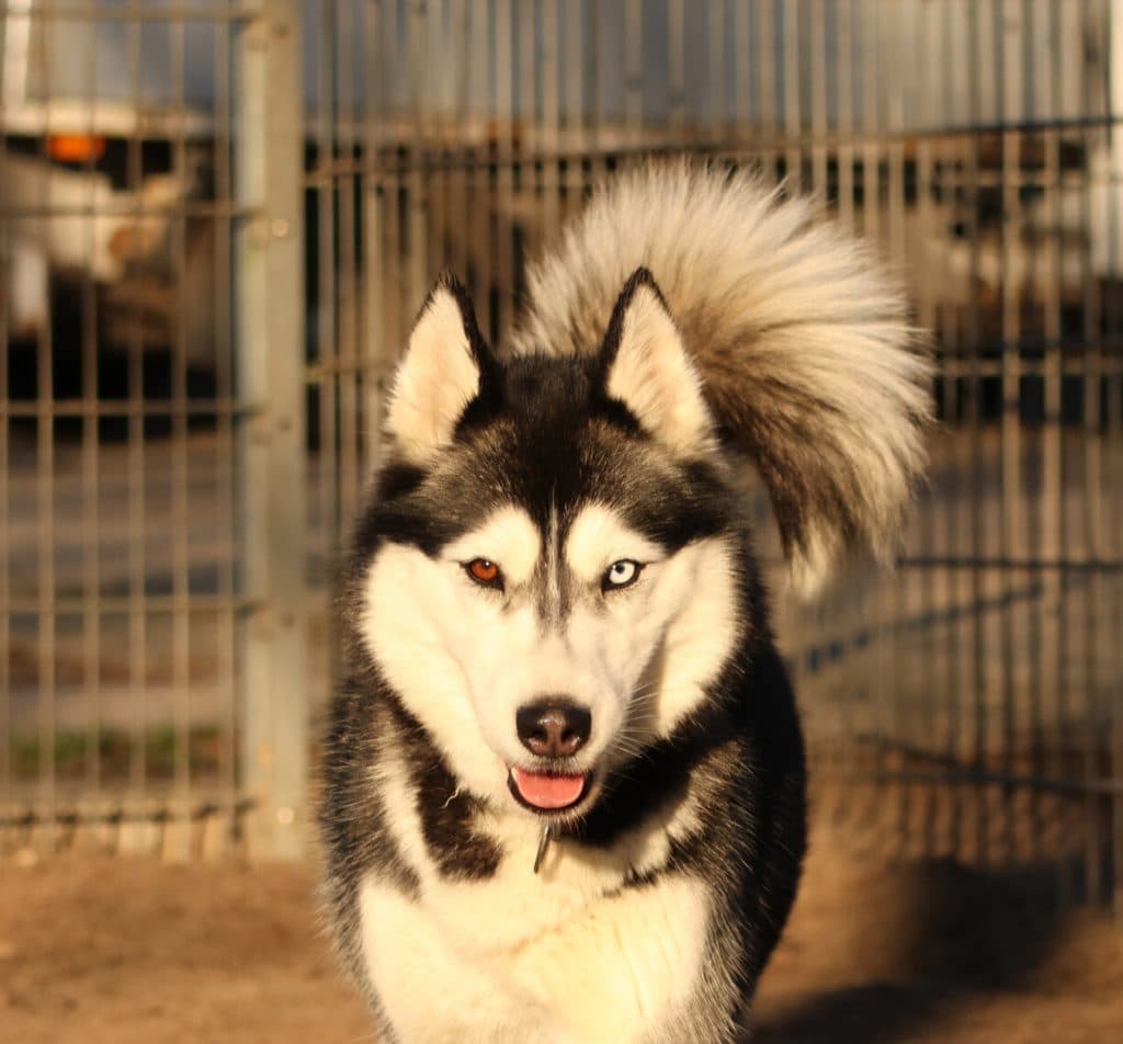 Selah - Siberian Husky - Bild 2
