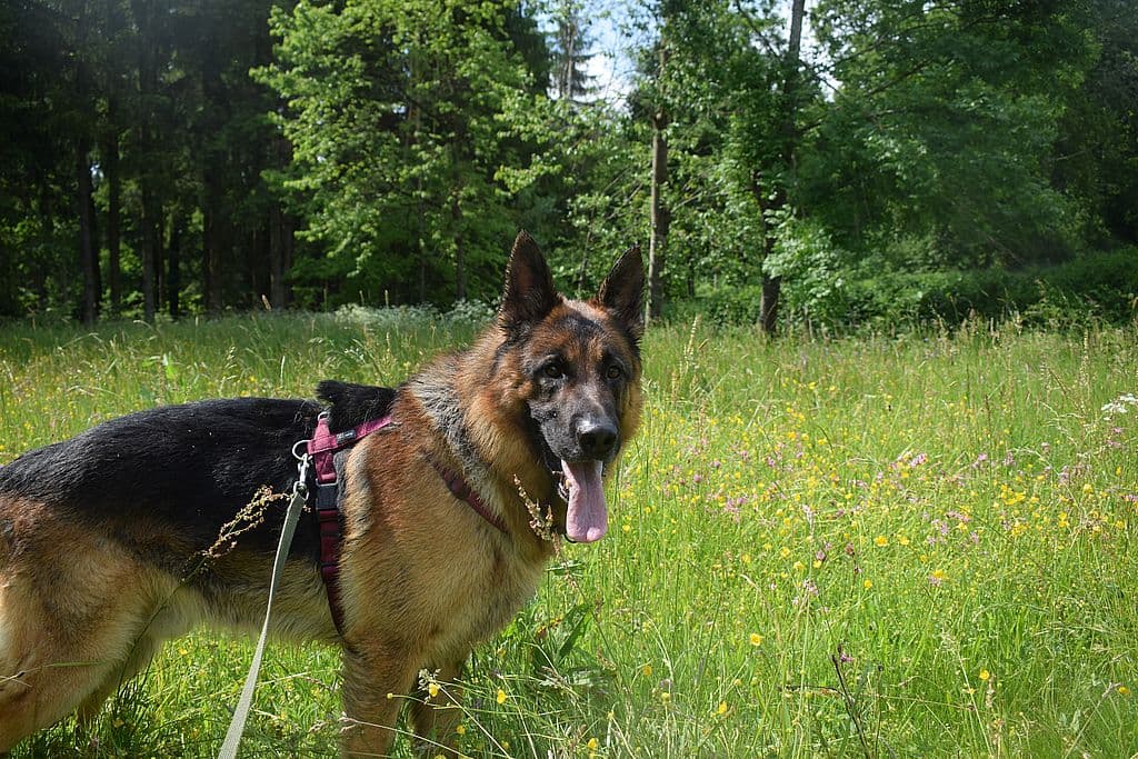 Nicko - Deutscher Schäferhund - Bild 11