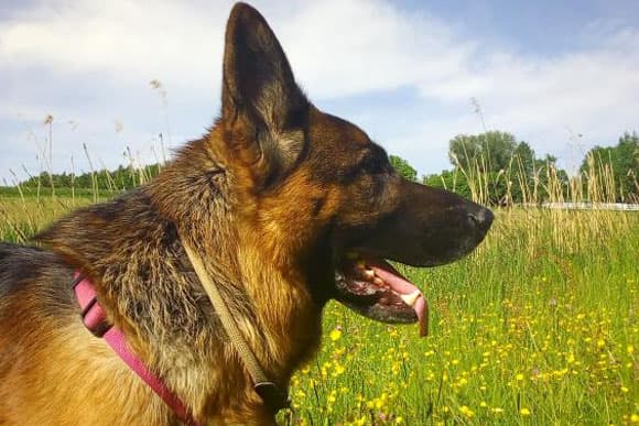 Nicko - Deutscher Schäferhund - Bild 3