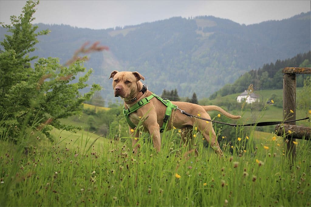 Ace - American Staffordshire Terrier - Bild 14