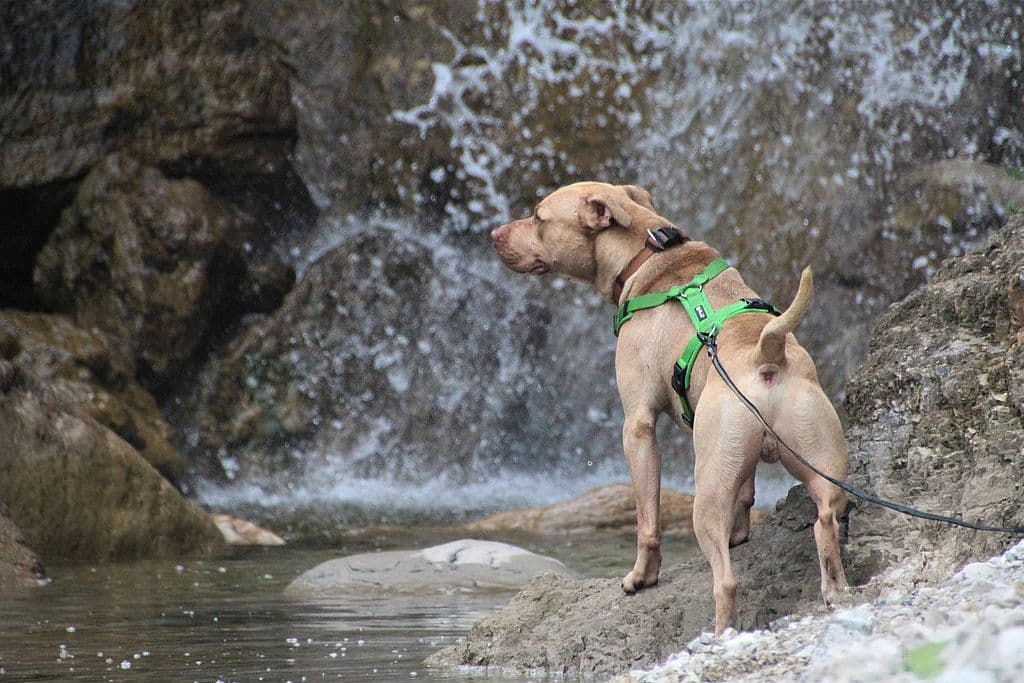 Ace - American Staffordshire Terrier - Bild 10