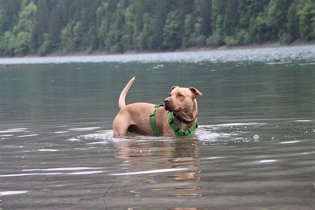 Ace - American Staffordshire Terrier - Bild 15