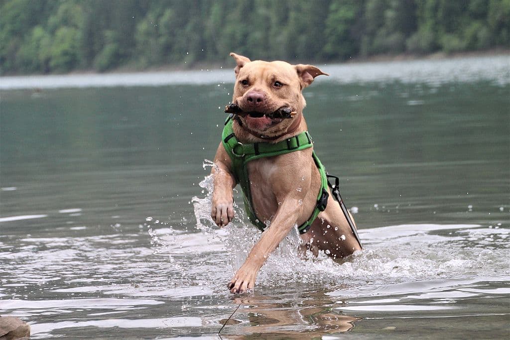 Ace - American Staffordshire Terrier - Bild 9