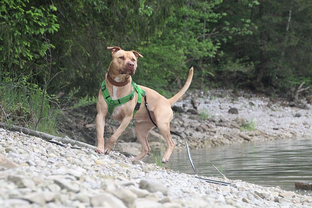 Ace - American Staffordshire Terrier - Bild 12