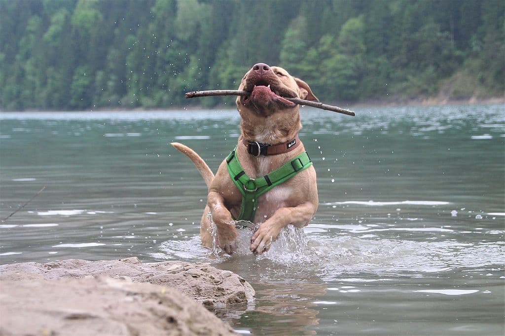 Ace - American Staffordshire Terrier - Bild 13