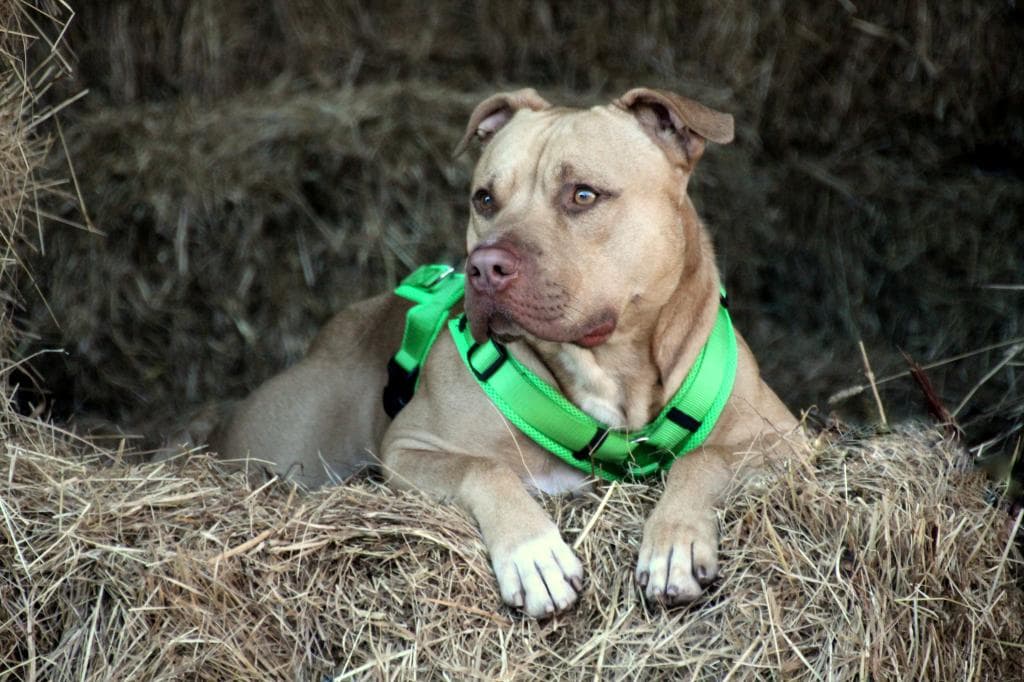 Ace - American Staffordshire Terrier - Bild 11