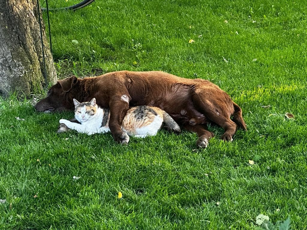 Labrador Retriever Kleie