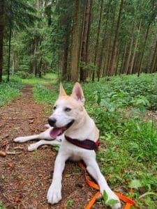 Anakin - Akita - Bild 5