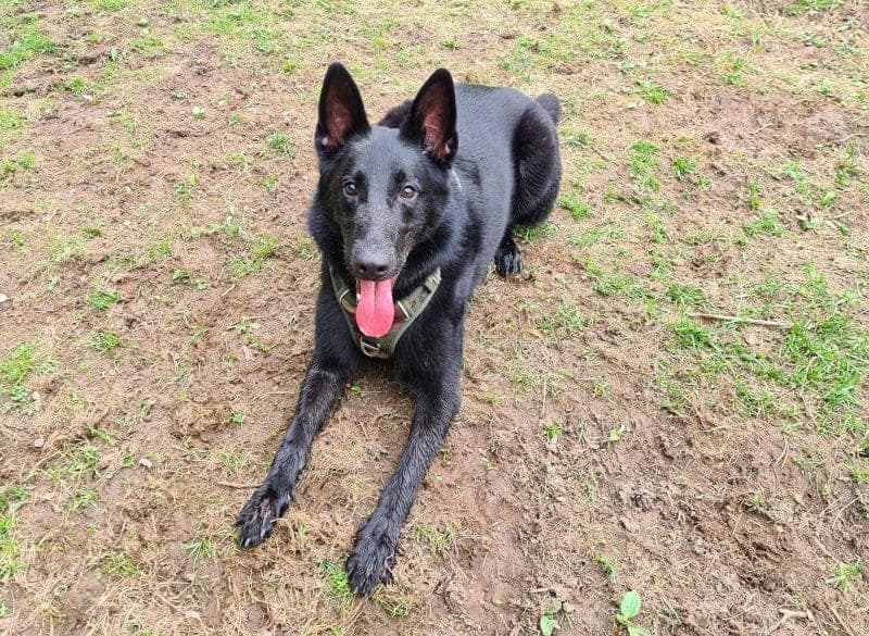 Bear - Deutscher Schäferhund - Bild 4