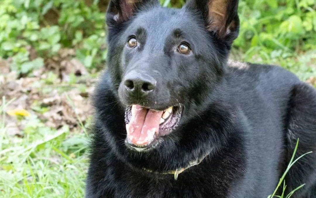 Deutscher Schäferhund Bear