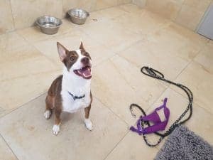 Tilda - Basenji - Bild 5