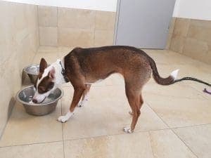 Tilda - Basenji - Bild 7