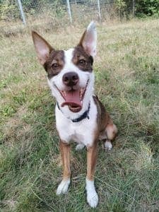 Tilda - Basenji - Bild 11