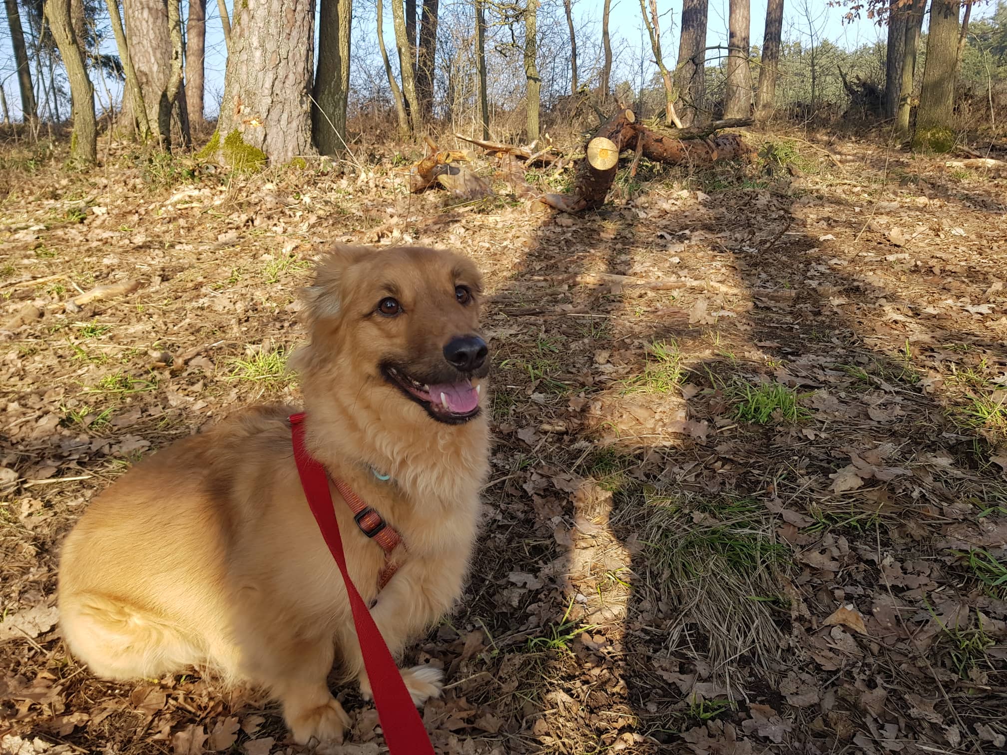 Zeus - Dackel - Bild 3