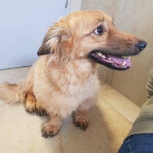 Zeus - Dackel - Bild 5