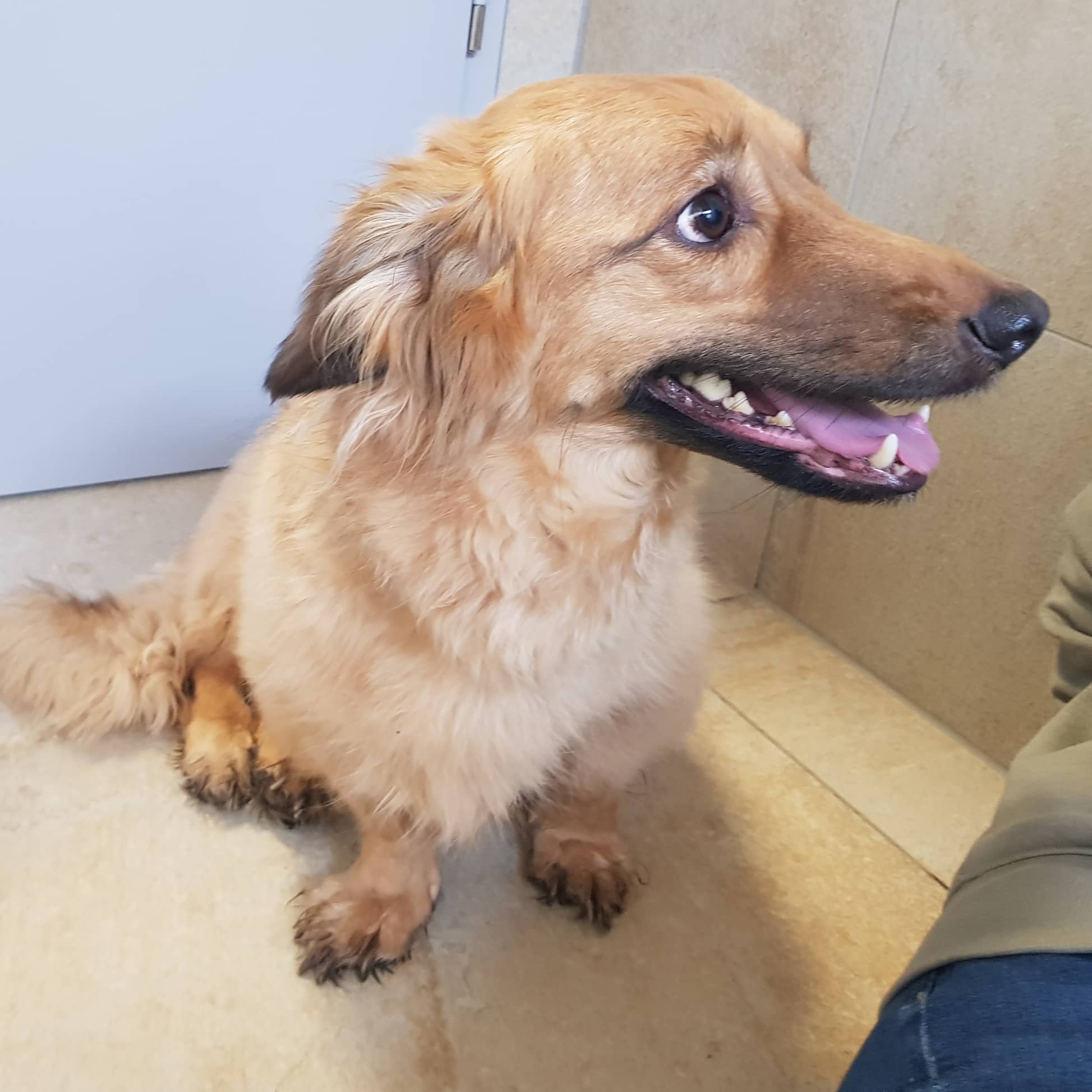 Zeus - Dackel - Bild 4