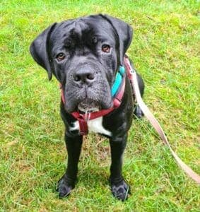Cane Corso Italiano Hakim