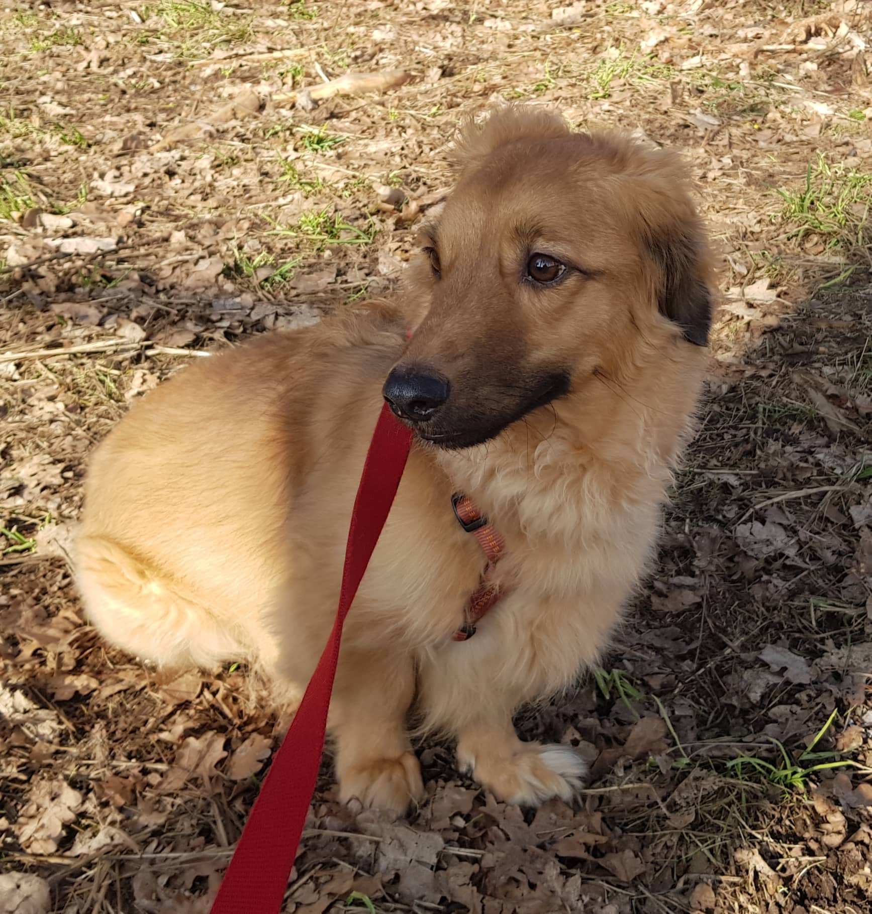 Zeus - Dackel - Bild 6