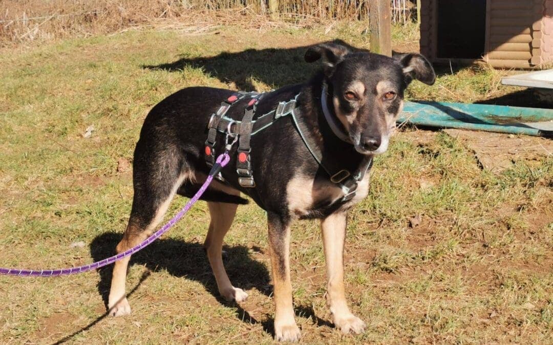 Deutsche Dogge-Mix Naika