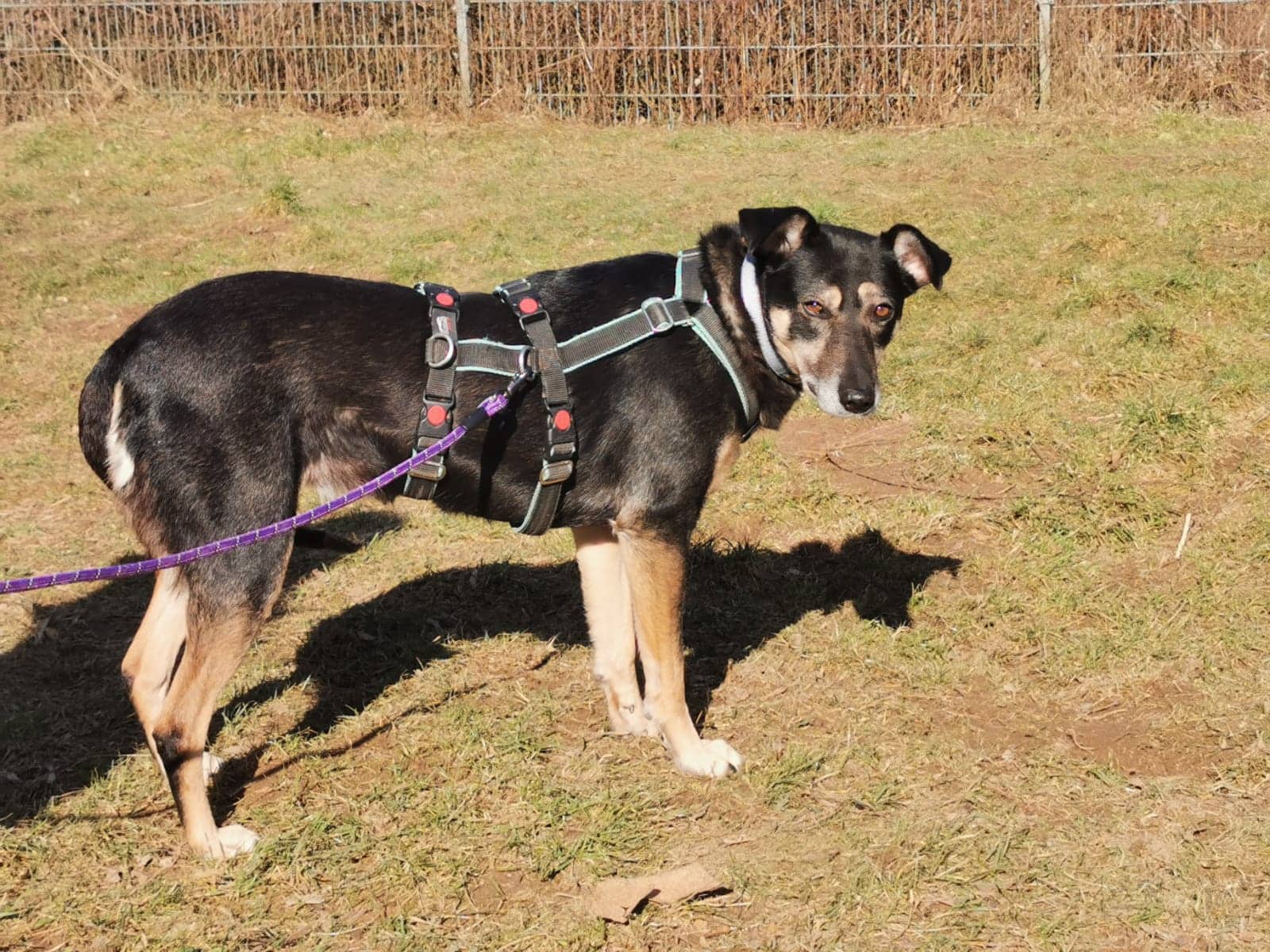 Naika - Deutsche Dogge - Bild 2