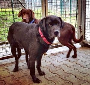 Labrador Retriever-Mix Terry