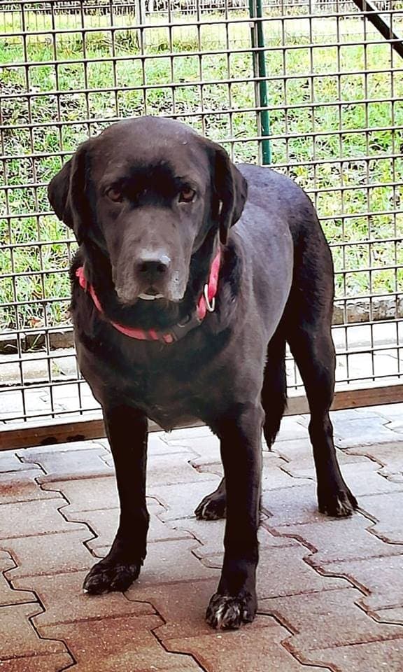 Terry - Labrador Retriever - Bild 2