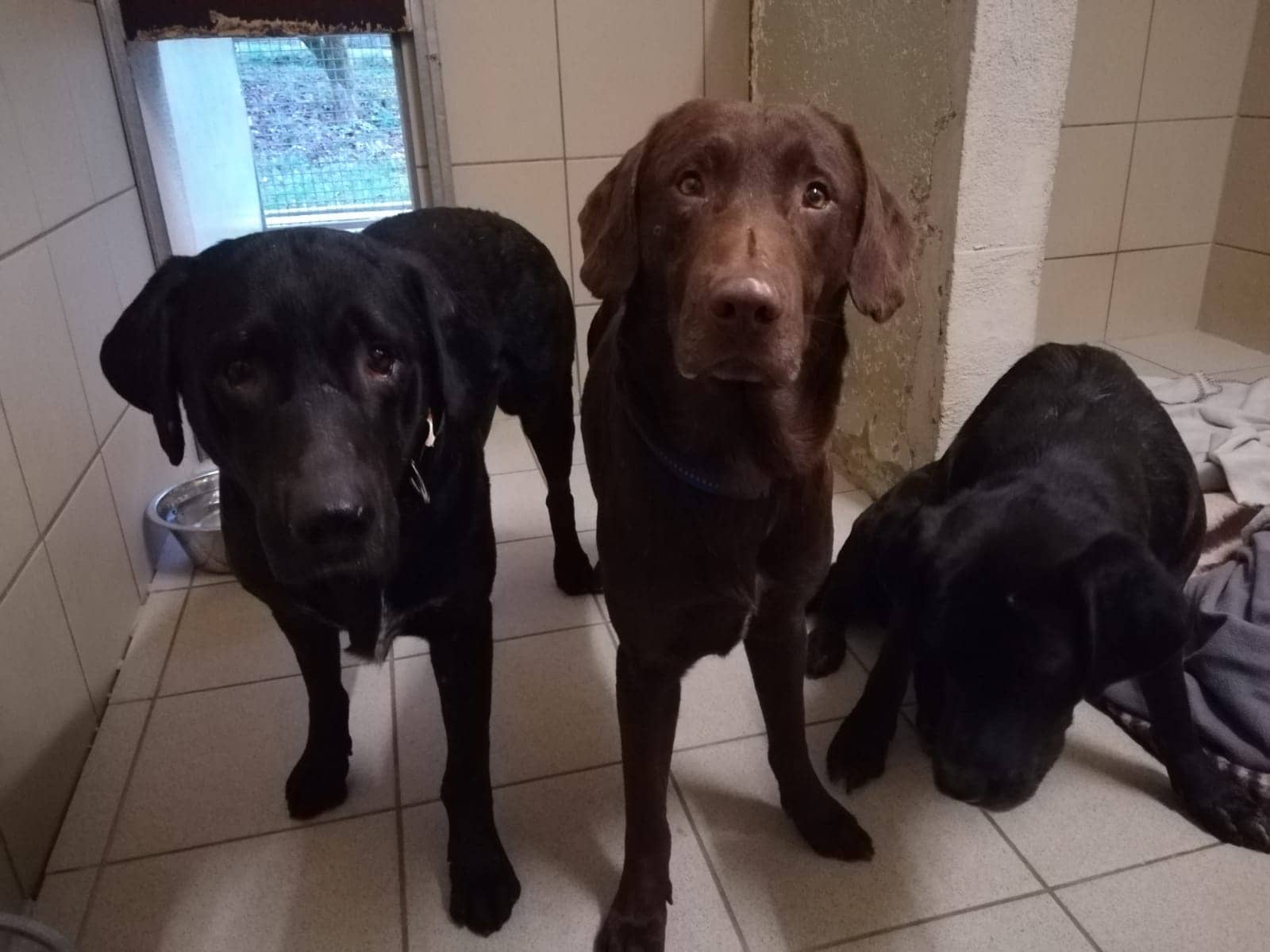 Terry - Labrador Retriever - Bild 5