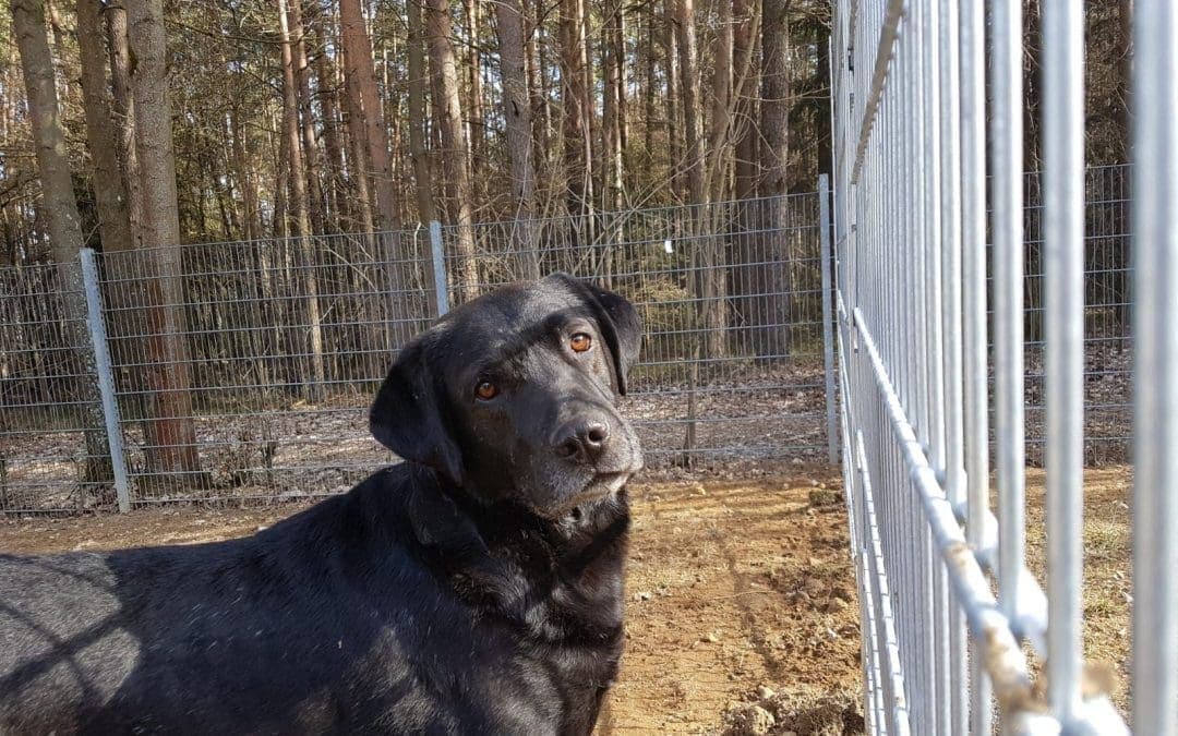 Terry - Labrador Retriever - Bild 6