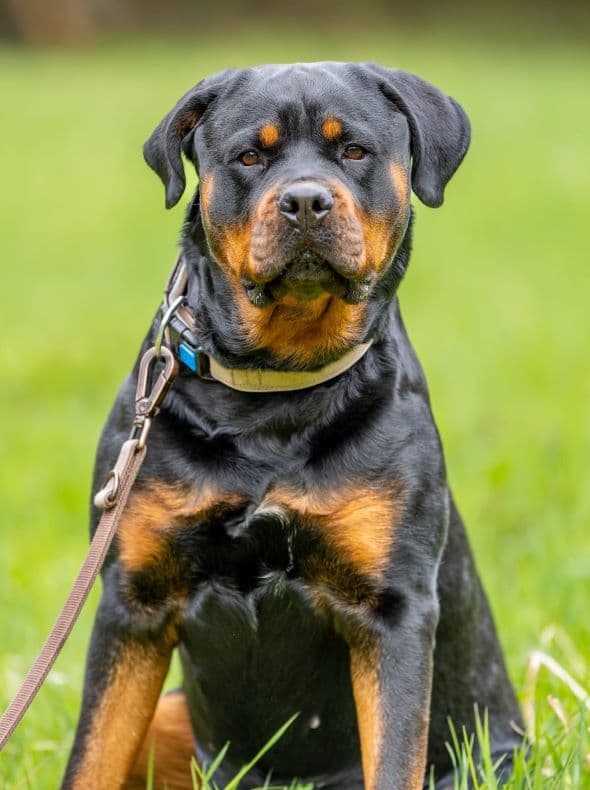 Rocca - Rottweiler - Bild 3