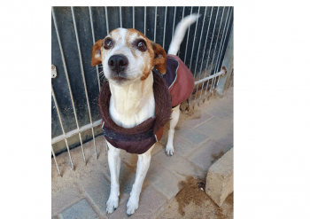 Jack Russell Terrier Timur