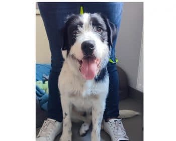 Dalmatiner-Mix Scotty