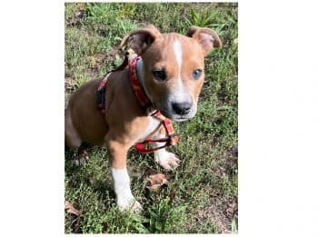 American Staffordshire Terrier-Mix Hummel