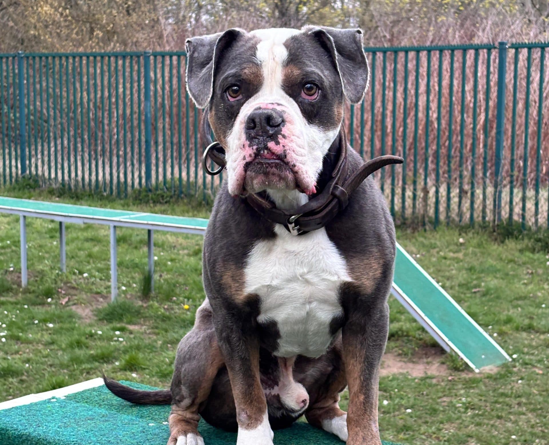 Englische Bulldogge Old English Bulldog