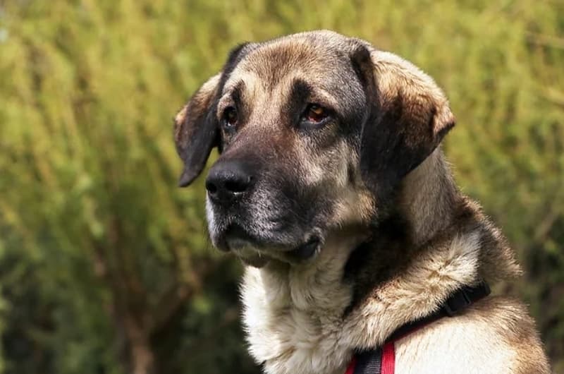 Deutsche Dogge-Mix Ole