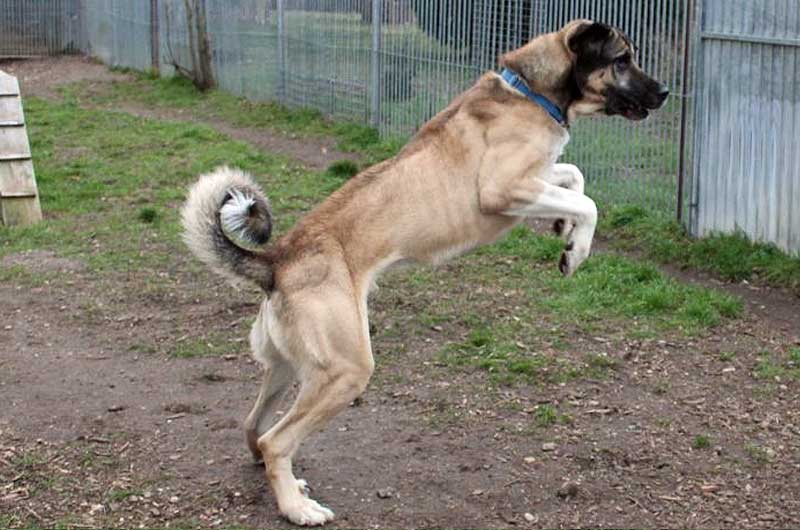 Ole - Deutsche Dogge - Bild 5