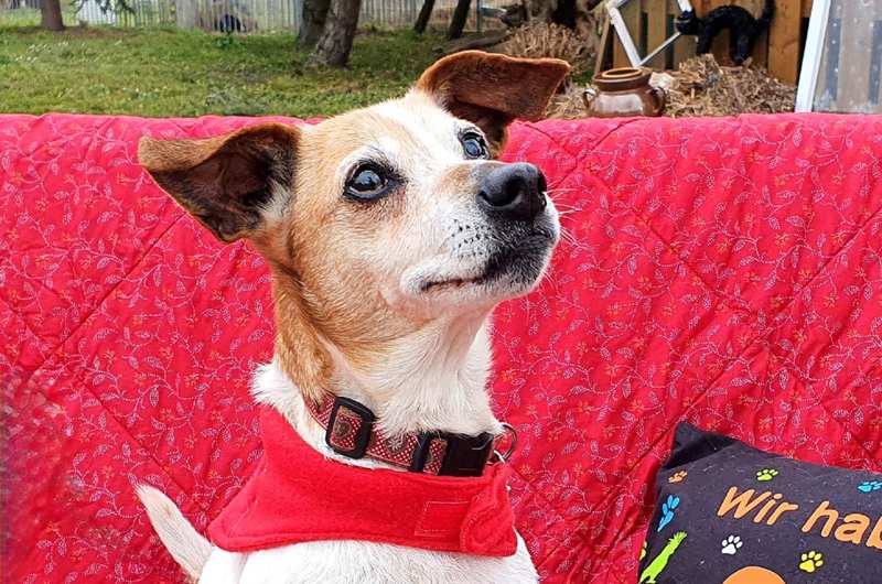 Jack Russell Terrier Josie