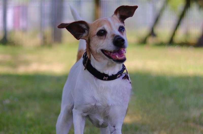 Jack Russell Terrier Josi