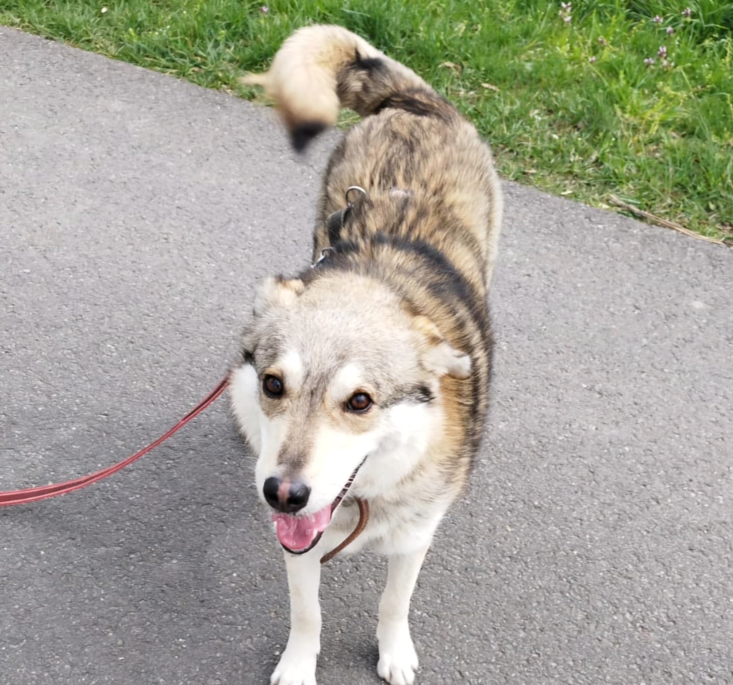 Maiki - Labrador Retriever - Bild 2