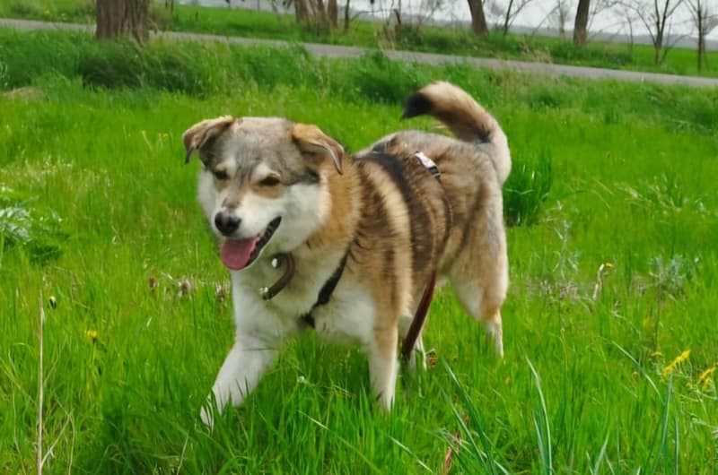 Labrador Retriever-Mix Maiki